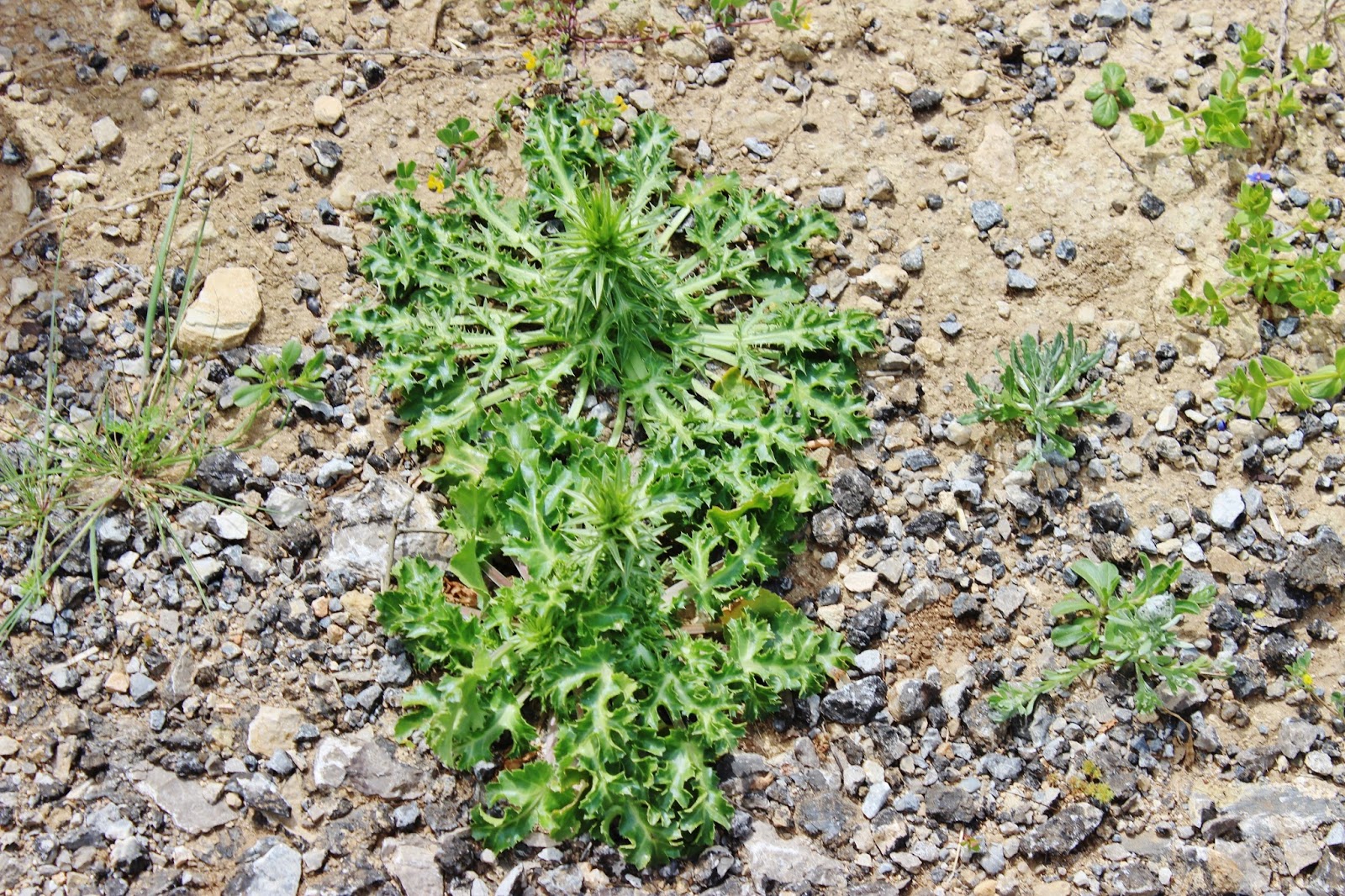 Biodiversity of Cyprus by NGO Protection of the Natural Heritage and