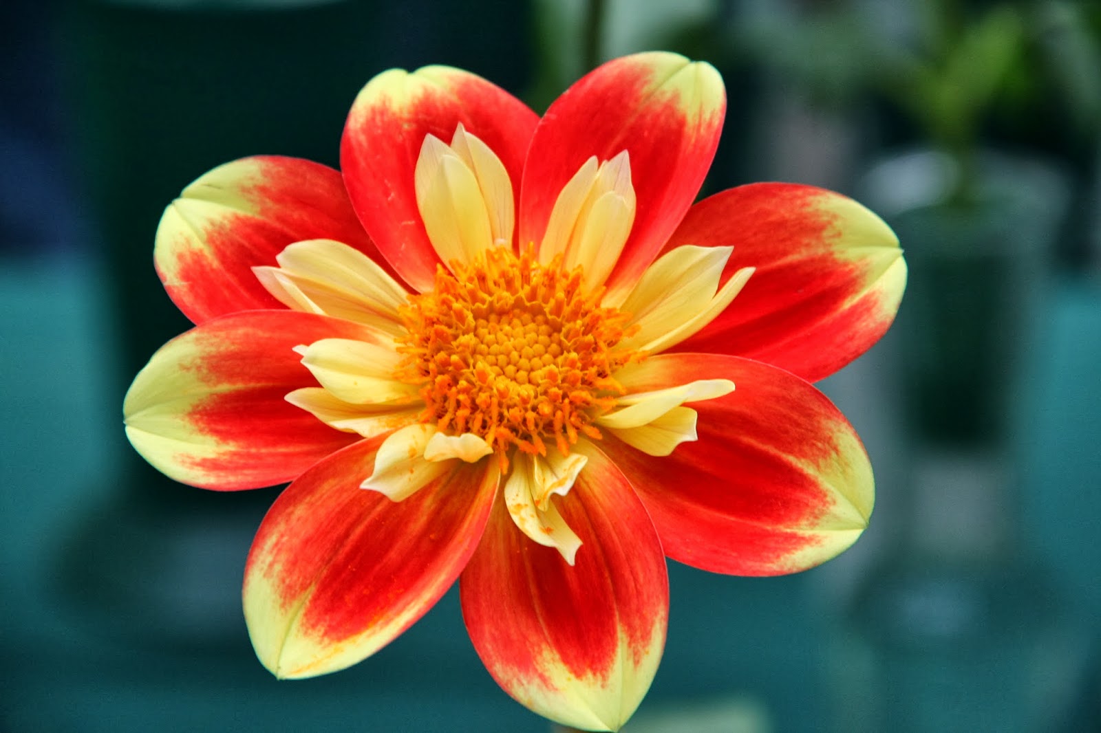Love, Joy and Peas Philadelpha Dahlia Society Flower Show Photos