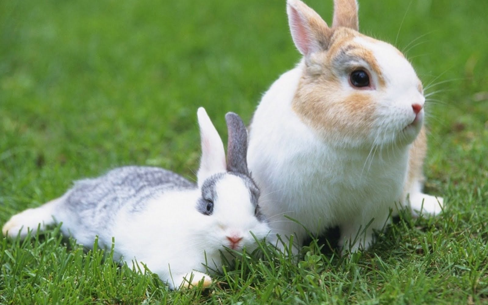 Top 33 Beautiful And Cute Rabbit Wallpapers In HD