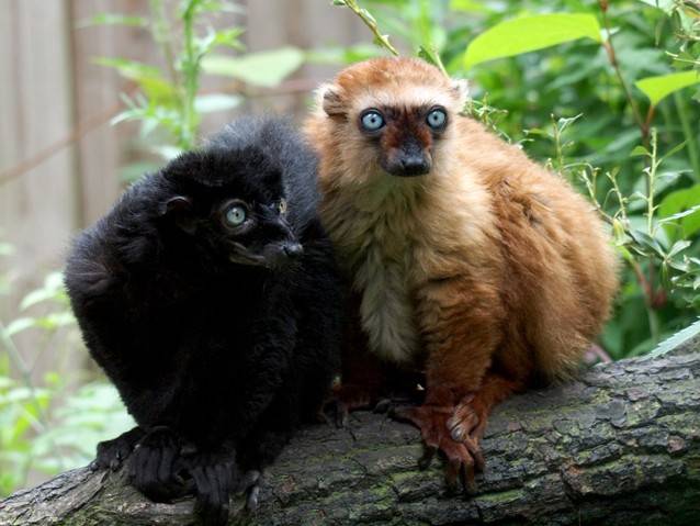 أغرب 10 أنواع من الليمور