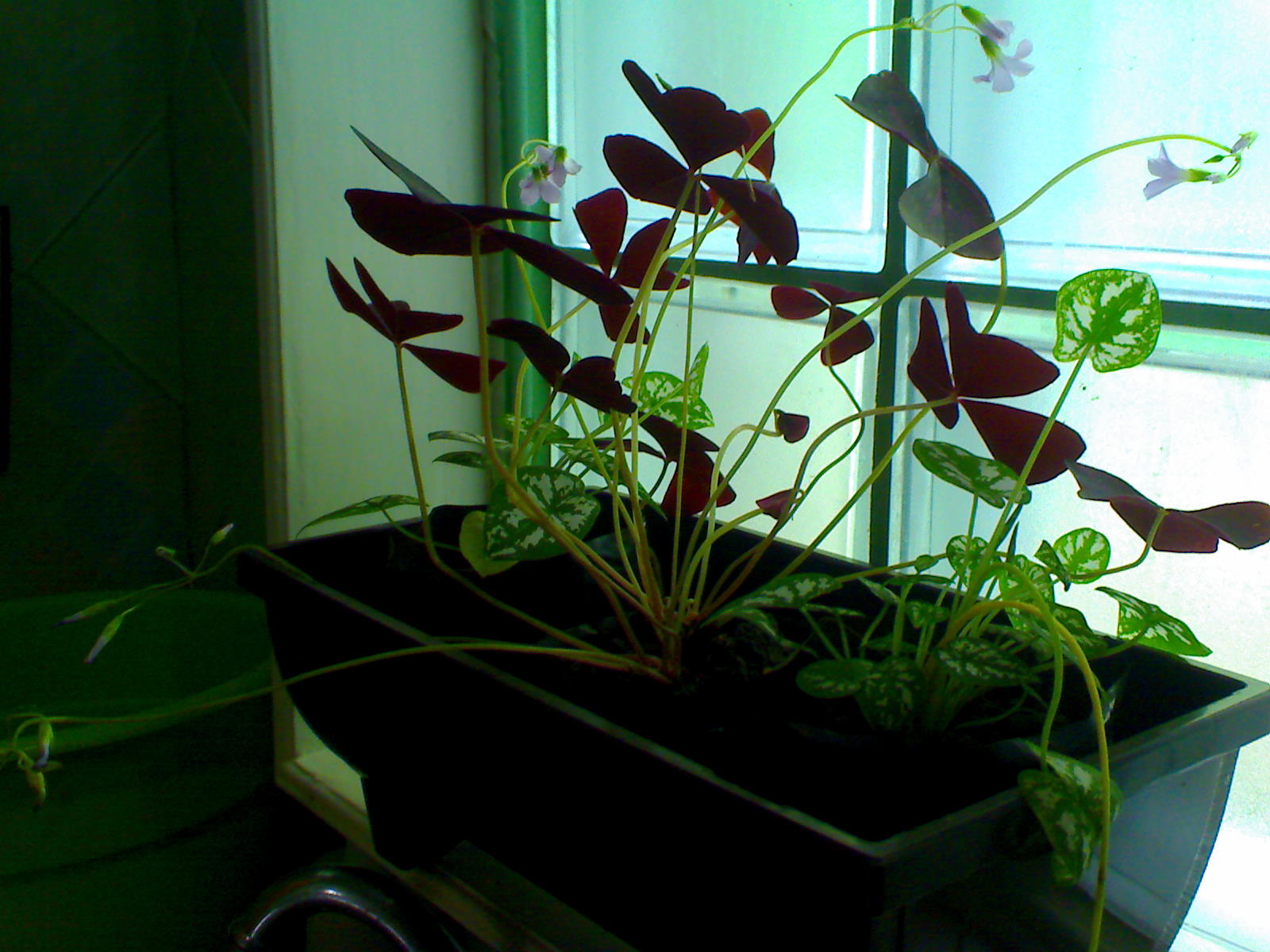 FLOWERS IN THE PHILIPPINES Butterfly Flower Plant