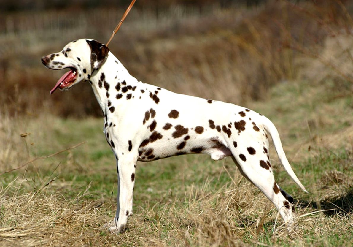 Dalmatian Dog Desktop Wallpapers For Bckground Full Free