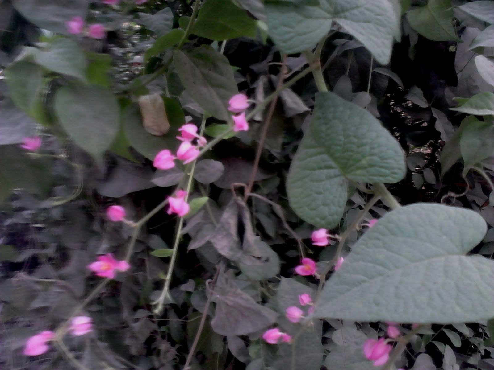 Garden Care Simplified Honolulu Creeper Chain of Love Vine