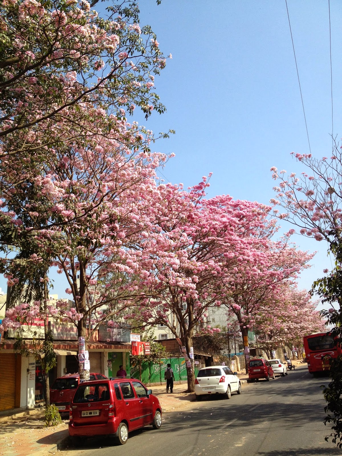 jayantiblogshere C Cherry Blossoms