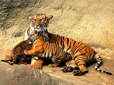 Bengal Tiger HD Wallpapers