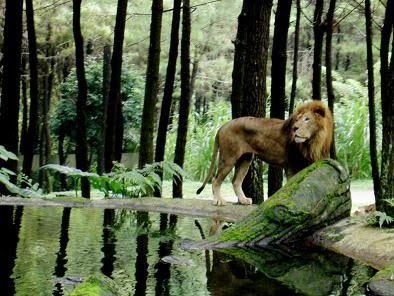 Taman Safari II Prigen | Tempat Wisata