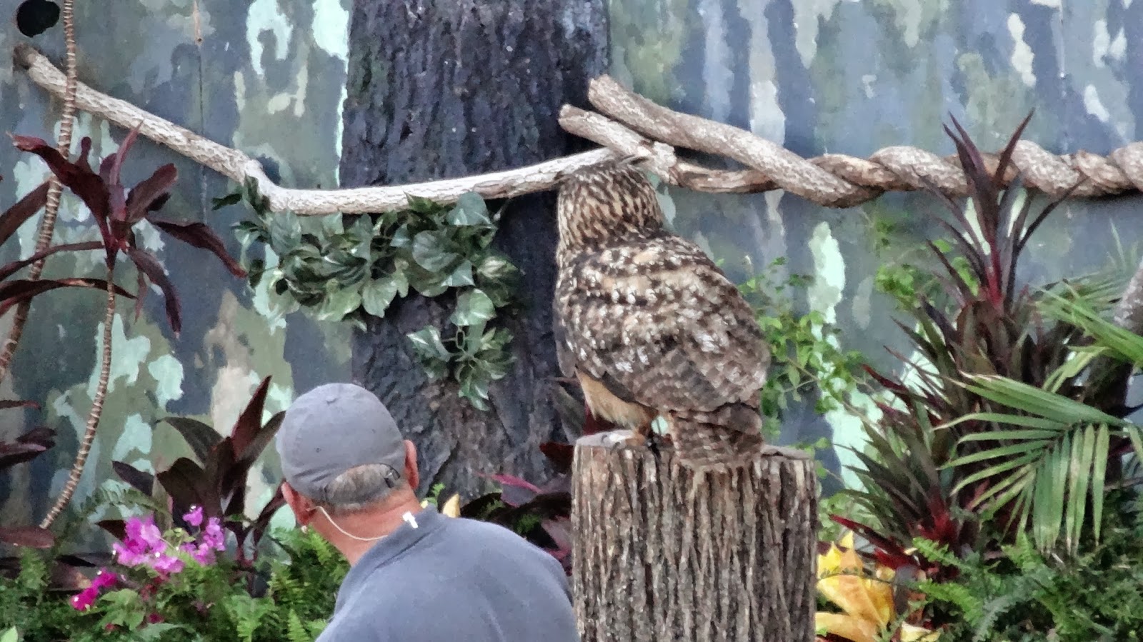 State Fair of Texas 2013 Birds of the World Bird Show at Texas State