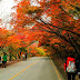 9 lý do khiến bạn nên du lịch Hàn Quốc vào mùa thu