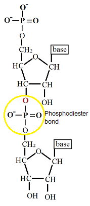 Phosphodeister bond