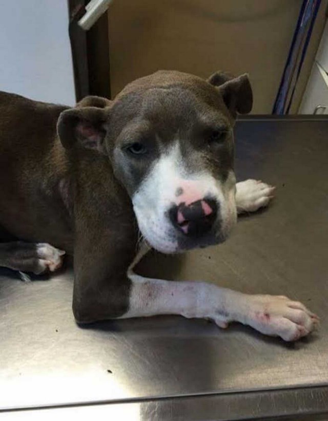 [VIVA LA VIDA!] Estuvo a punto de ser eutanasiada, pero entonces