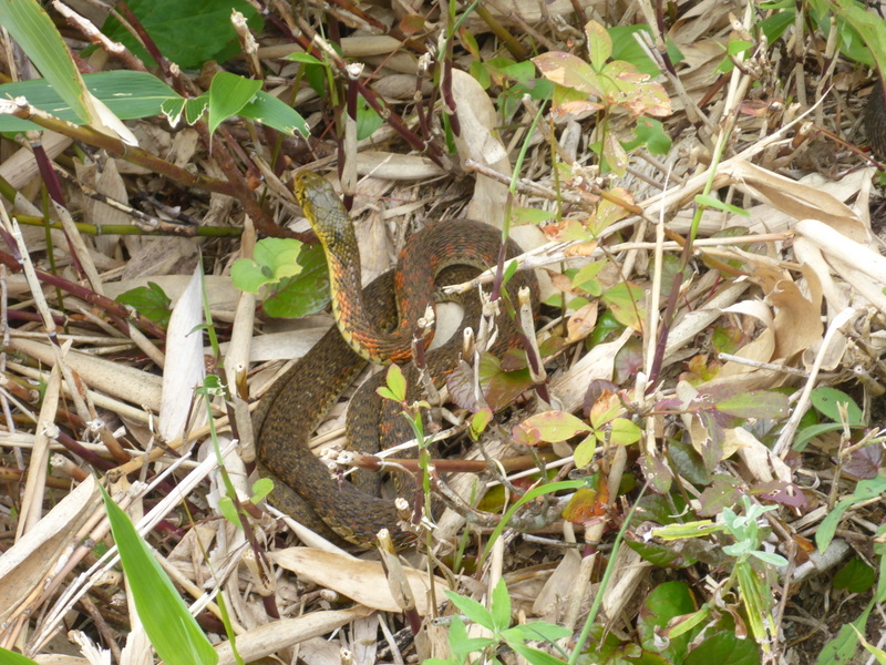 ヤマカガシ 特徴