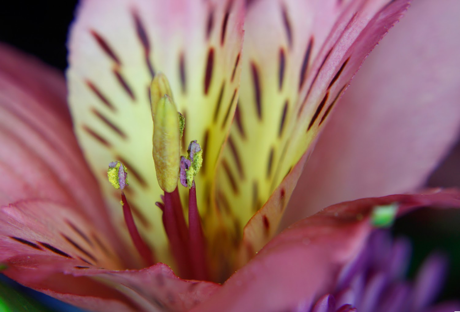 Focus Stacking for Close-Up Flower Photograph | Boost Your Photography