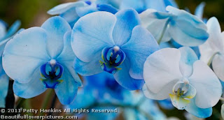 orquídea azul