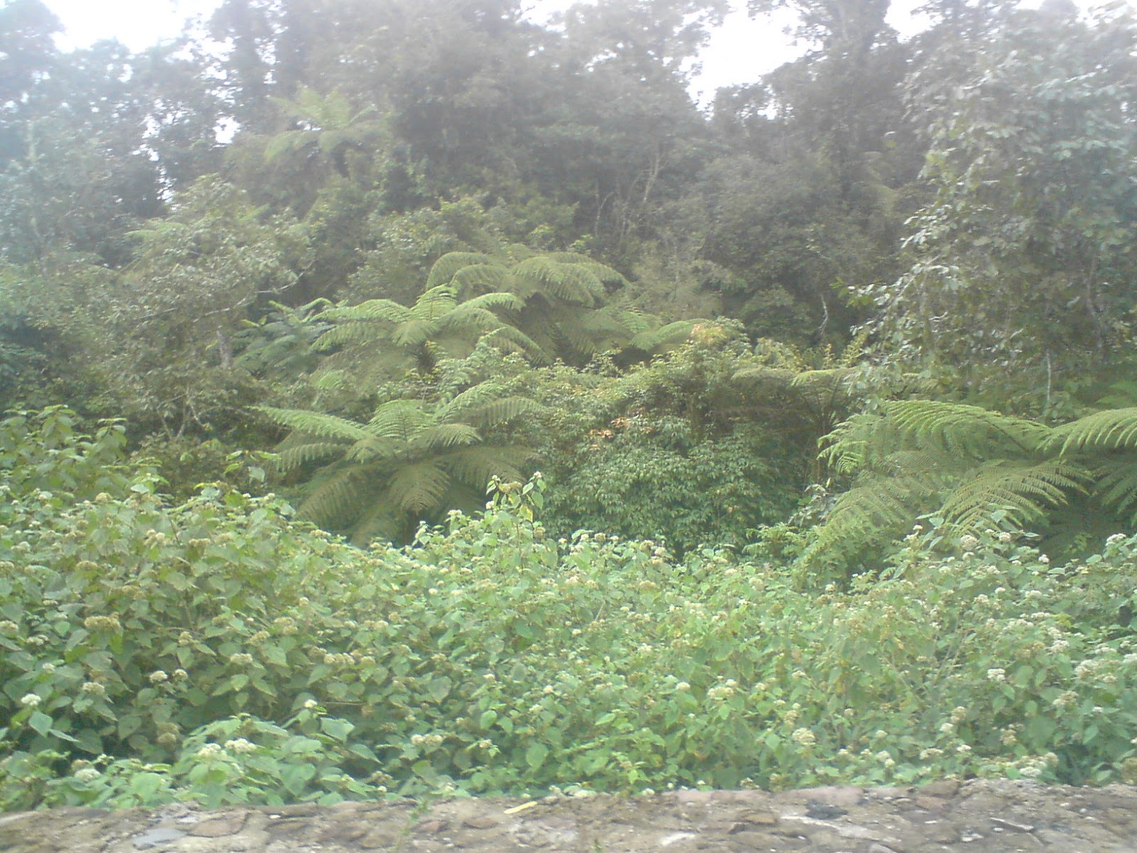 [Download 27+] Imagen De Un Bosque Templado
