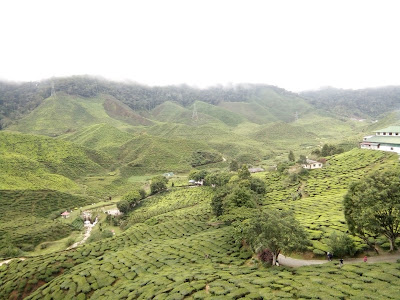 ladang teh cameron