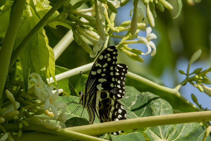 African Lime Butterfly 