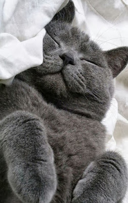 Russian Blue Cat breed personality