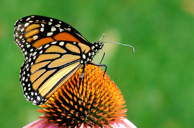 A colorful  Beautiful Monarch butterly is on a Pink flower