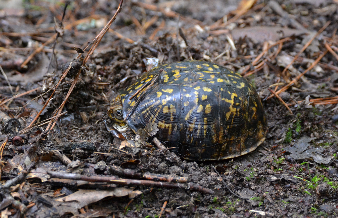 Woods Walks and Wildlife: Rainy Wedding Weekend