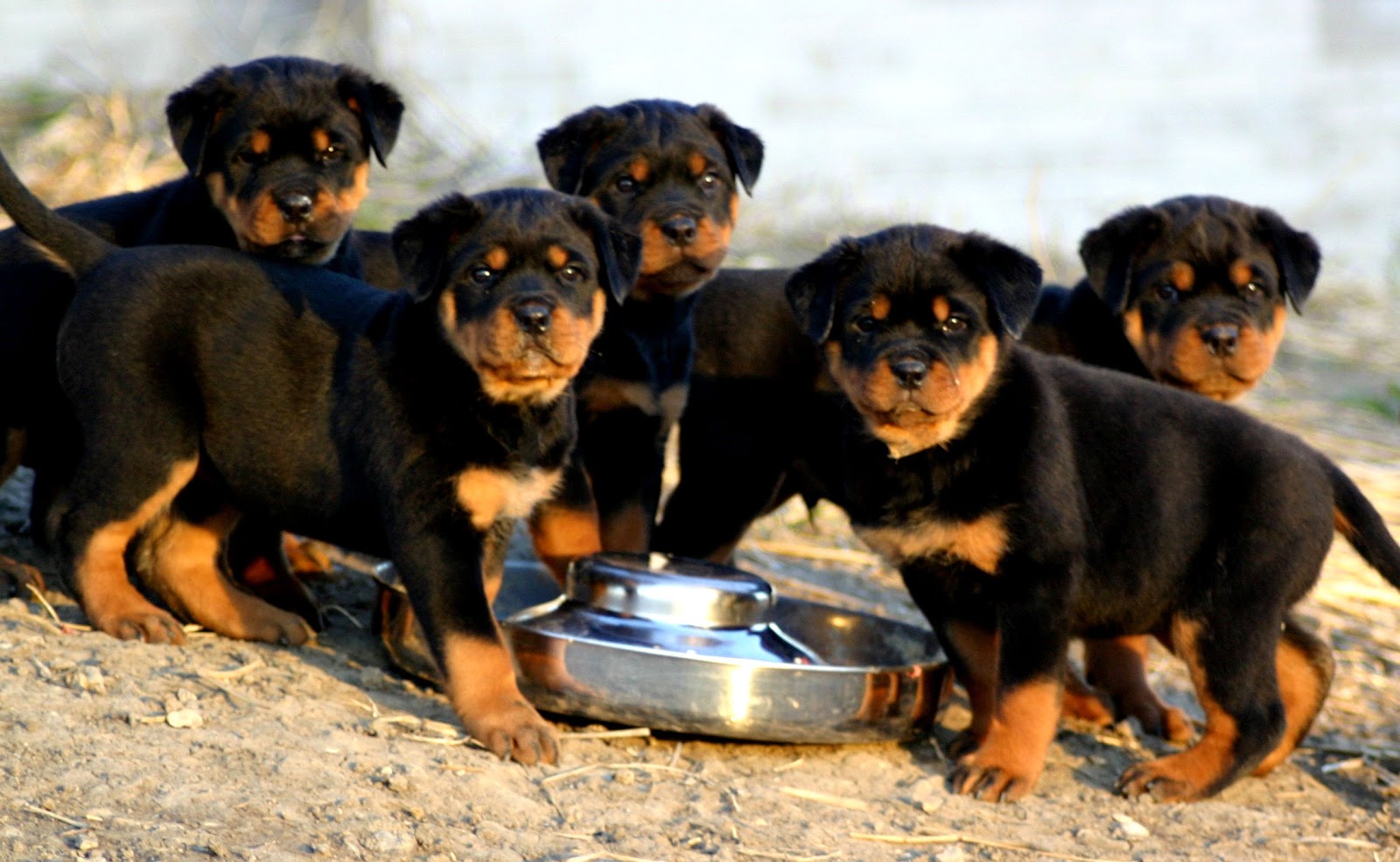 puppy face photo funny rottweilers puppy photo rottweilersdog face ...