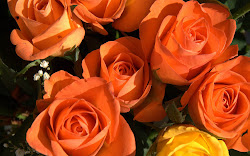 roses wallpapers backgrounds rose desktop rosas orange tag