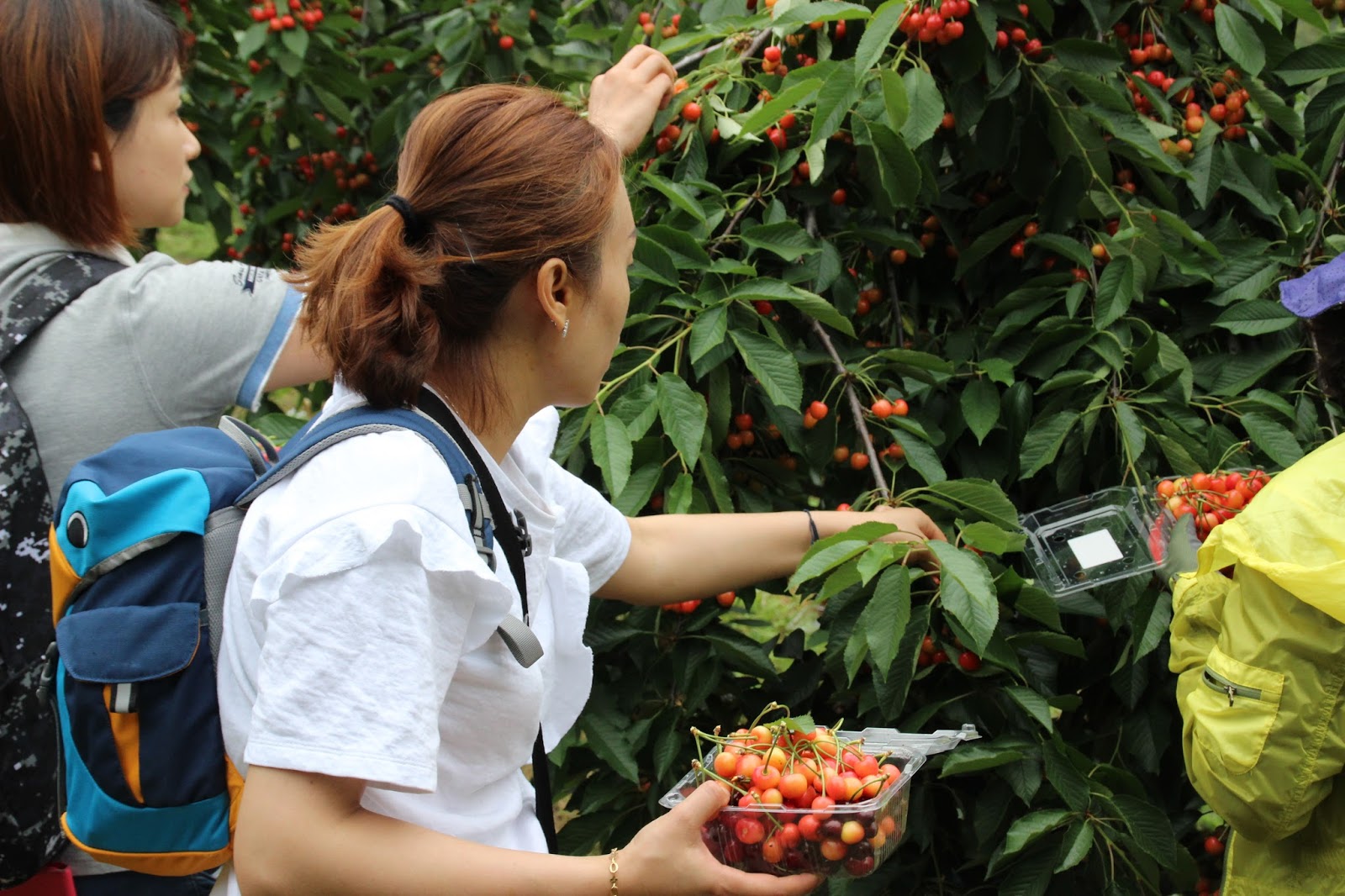 Fun & Free Daegu Travel Korean Farming Experience Tours One Day