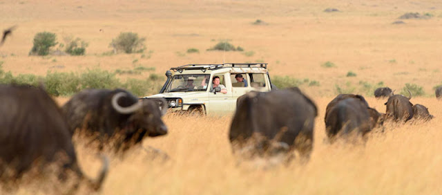 Fotosafari in Kenia. Safari miit Uwe Skrzypczak und D.M. Tours in der Masai Mara. 