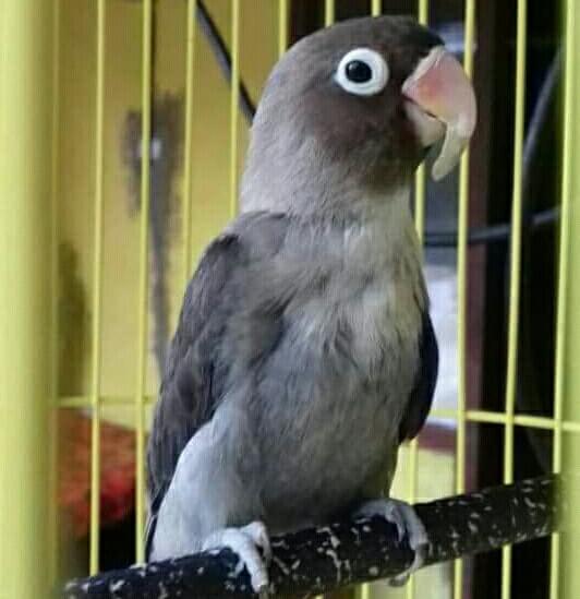 Cara Ampuh Mengatasi Paruh Gajah pada Lovebird Pamankicau