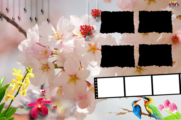 Photo album four frame templates with beautiful flower and birds