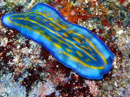 invertebrata platyhelminthes)