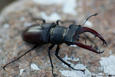 Radasca Lucanus cervus Stag Lucanidae Hirschkäfer Szarvasbogárfélék