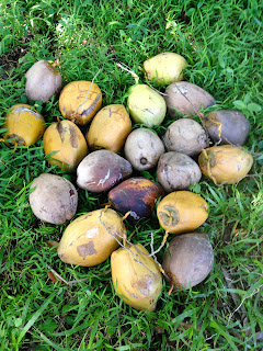 Harvest Coconut Fruits in the Field