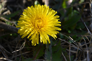 Diente de León. Amargón. Panadero. Taraxacum officinale Weber. Propiedades.  