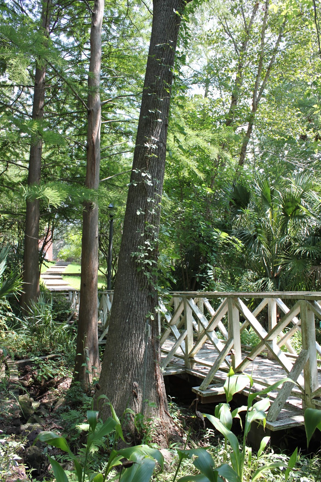 Centenary College Arboretum Tree of the Week Water Tupelo (Nyssa