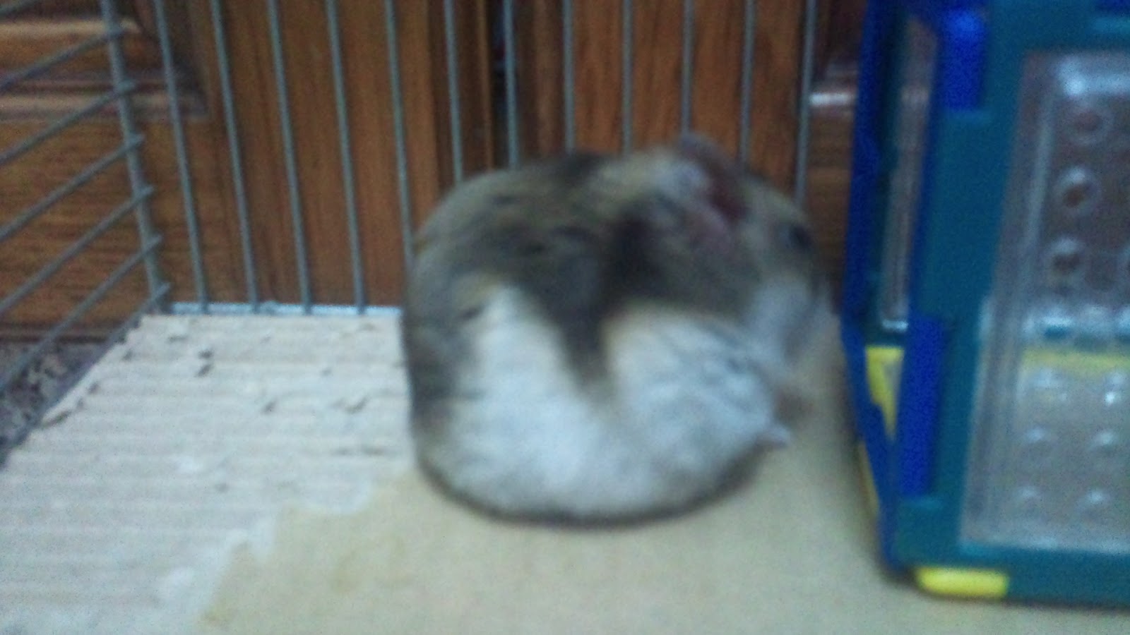 Mi Hamster No Sale De Su Casa