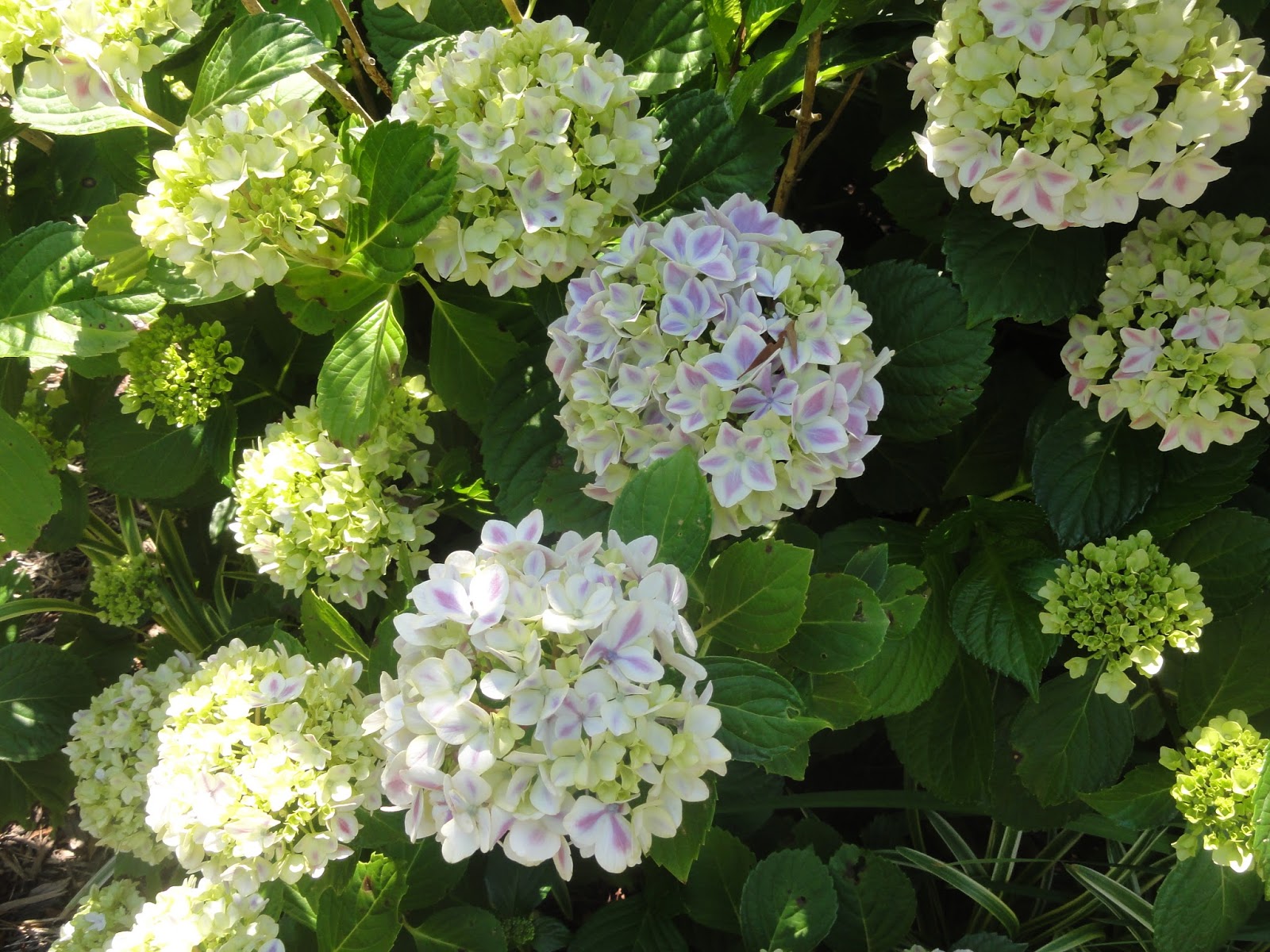 Happy@Home: A Garden Tour