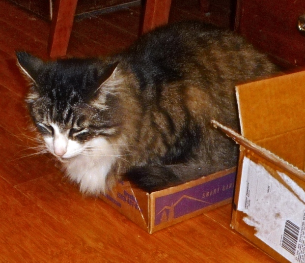 RosalieWakefieldMillefiori Cuthbert Viking Cat Invades Personal