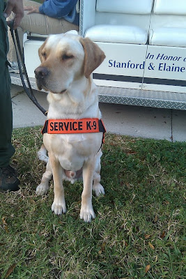 Picture of Toby in a sit-stay wearing his service jacket, the front says Service K-9, you can see his handler standing beside him