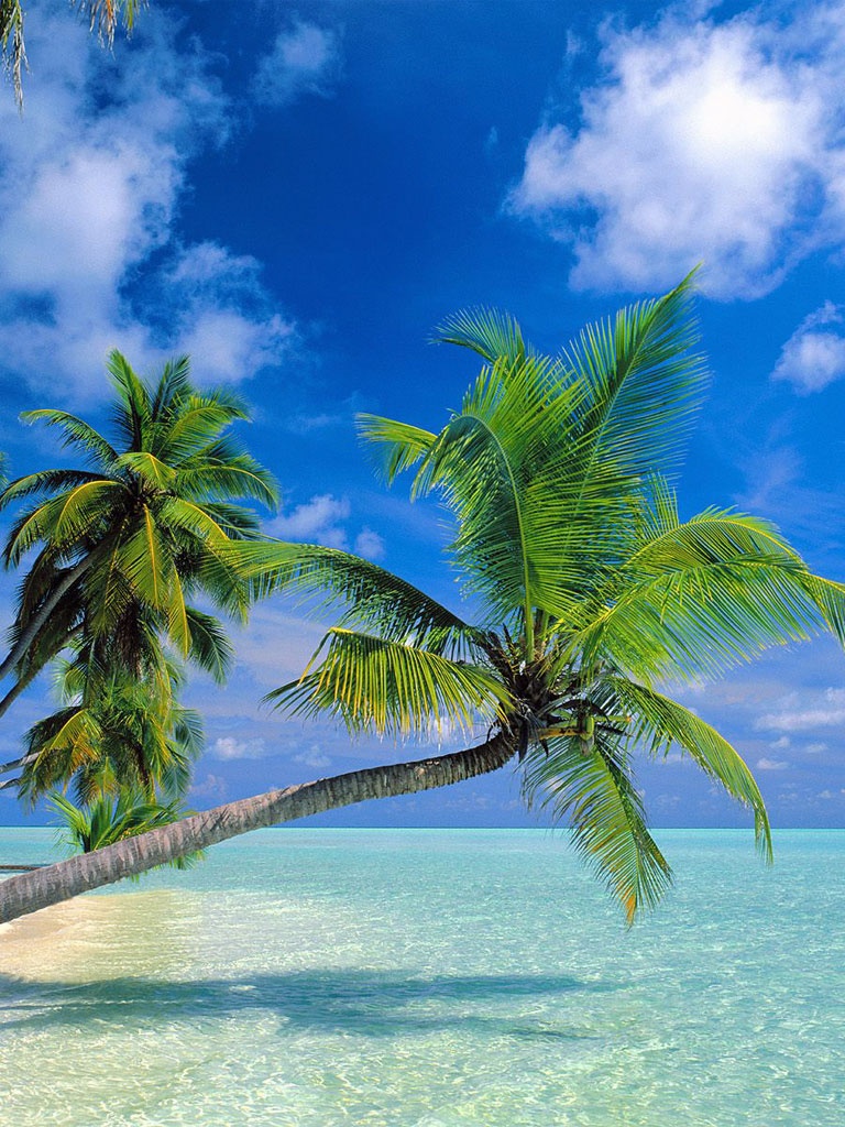 Tropical Paradise At Maldives iPad Wallpaper, Background, 1024x1024
