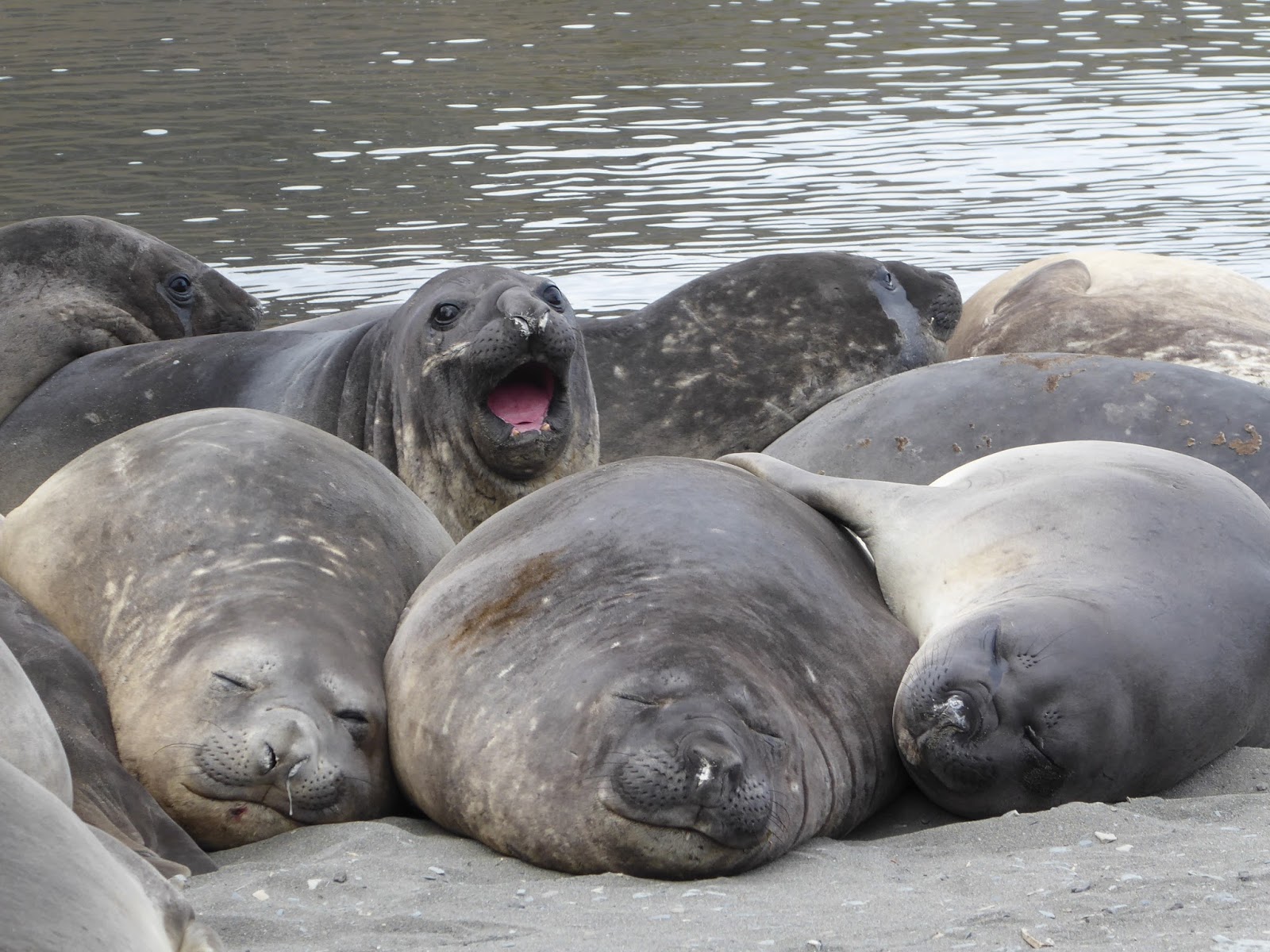 louiseinpanama January 2016