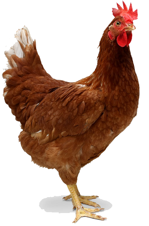 Binatang Yang Halal Untuk Dimakan | ayam fresh surabaya