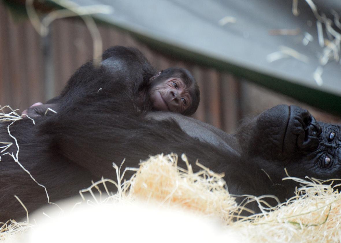 The Zoo Review Editorial Lions and Tigers Don’t Belong in Zoos. But