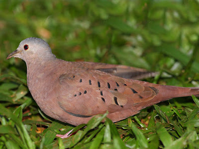 argentinian Doves