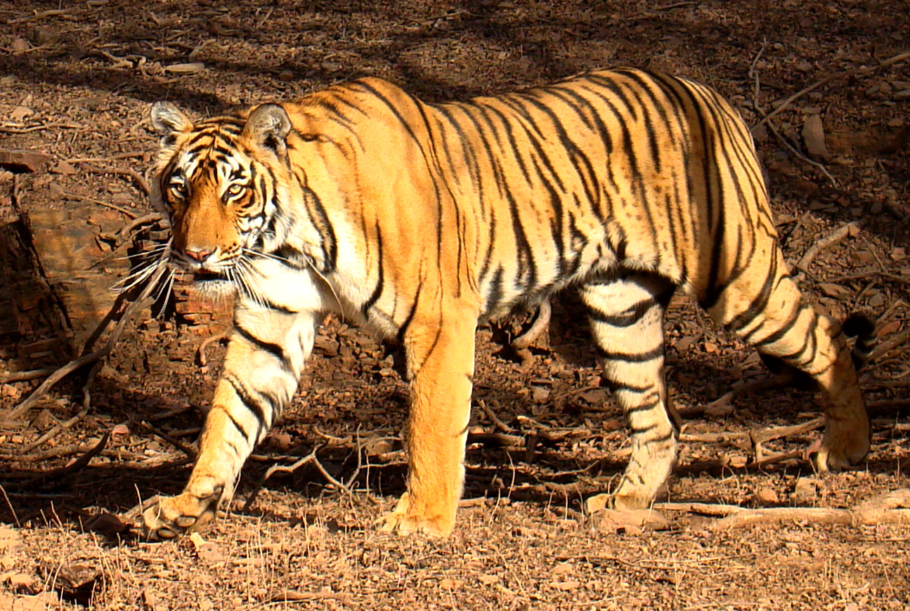 Gambar Harimau Lengkap | Kumpulan Gambar Lengkap