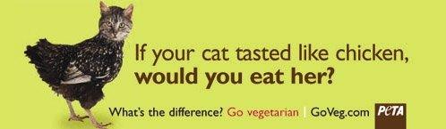 Le galline sono come i gattini... Come si può mangiare carne di pollo?