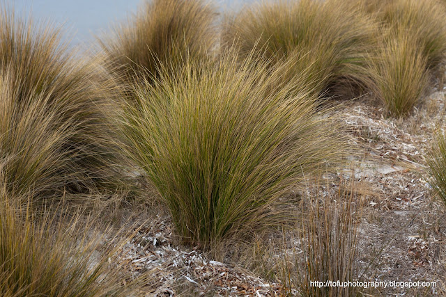 Tofu Photography: Tussock grass