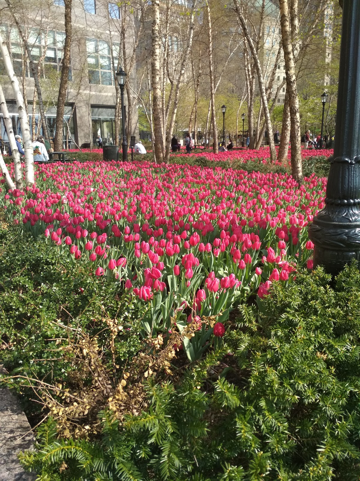 CHINAR SHADE SPRING TIME IN NEW YORK AND MY POETIC FEELINGS