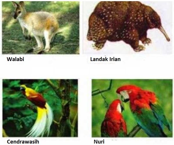 Portal Geografi Persebaran Fauna Di Indonesia