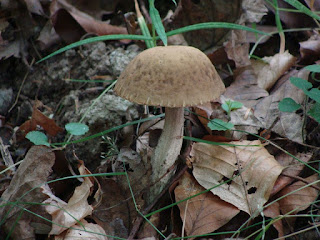 Leccinum pseudoscabrum DSC60927