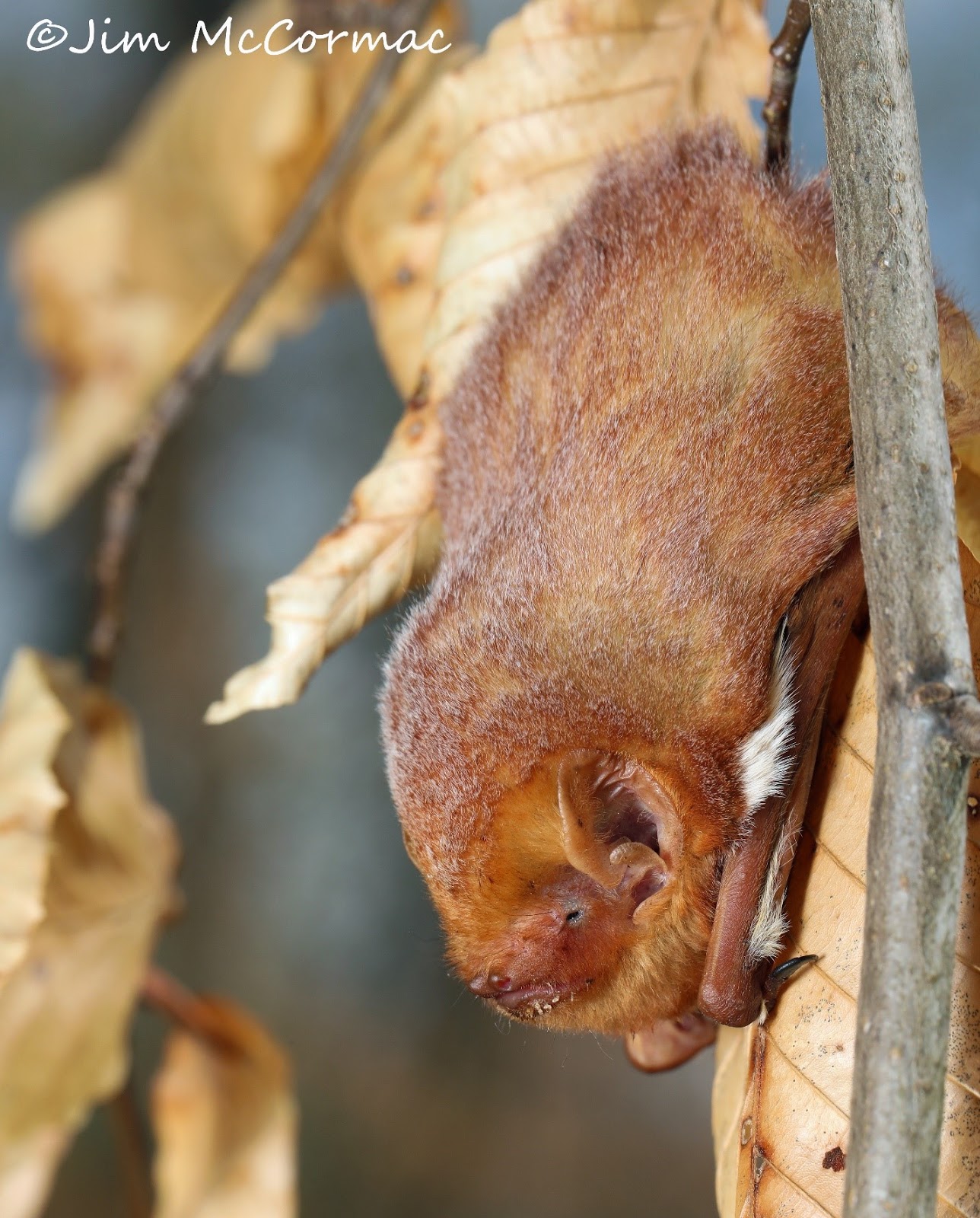 Ohio Birds and Biodiversity Eastern Red Bat